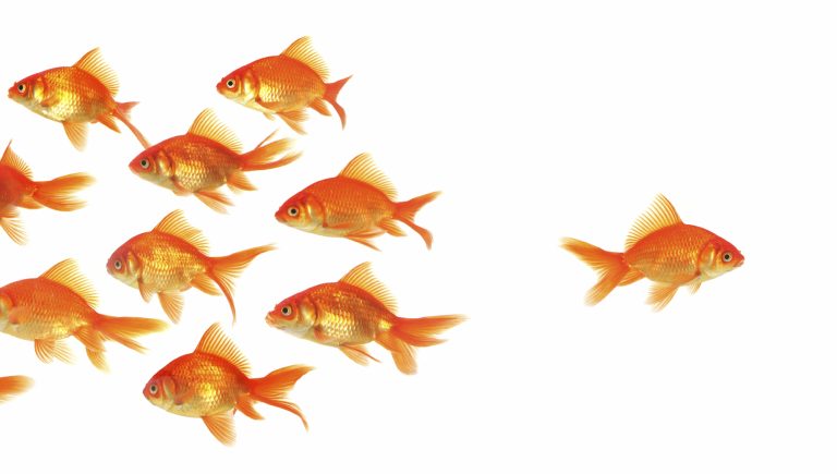 Too many links can affect seo on a page
